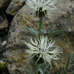 Centaurea armena